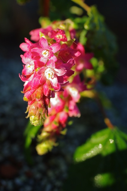Ribes sanguineum v. glutinosum 'Heart's Delight' - pink flowering currant