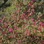 Ribes sanguineum v. glutinosum 'Heart's Delight' - pink flowering currant