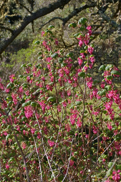 Ribes sanguineum v. glutinosum 'Heart's Delight' - pink flowering currant