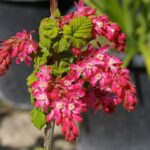 Ribes sanguineum v. sanguineum 'Barrie Coate' - red flowering currant