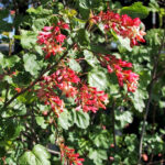 Ribes x gordonianum - currant