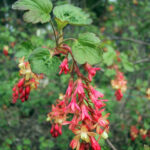 Ribes x gordonianum - currant