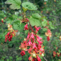 Ribes x gordonianum - currant