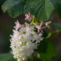 Ribes sanguineum v. glutinosum ‘Inverness White’