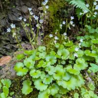 Romanzoffia californica