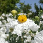 Romneya coulteri - matilija poppy