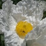 Romneya coulteri - matilija poppy