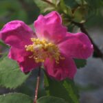Rosa gymnocarpa - wood rose