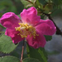Rosa gymnocarpa