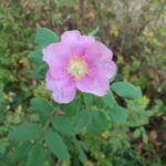 Rosa californica - California wild rose