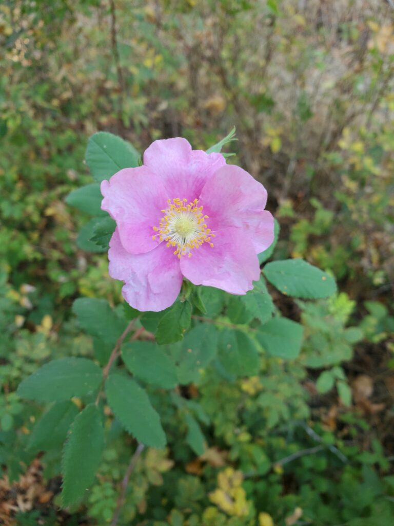 Rosa californica - California wild rose