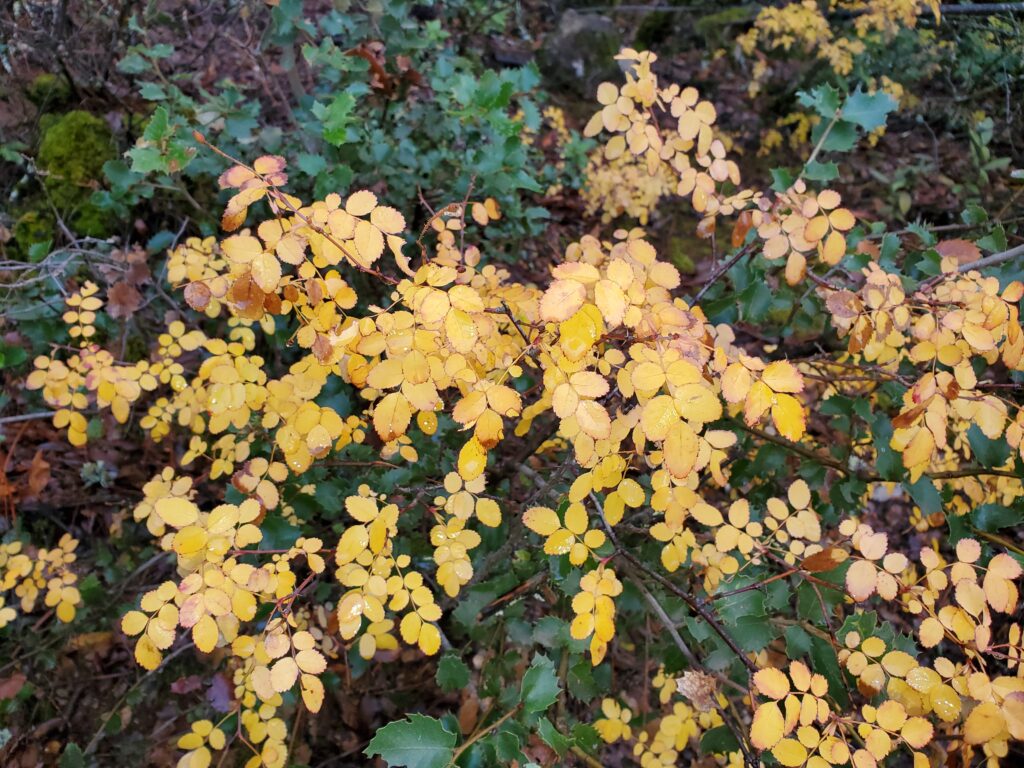 Rosa gymnocarpa - wood rose