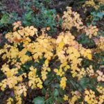 Rosa gymnocarpa - wood rose