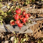 Rosa spithamea - Sonoma rose