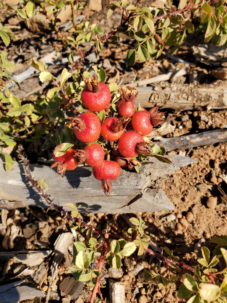 Rosa spithamea - Sonoma rose