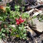 Rosa spithamea - Sonoma rose