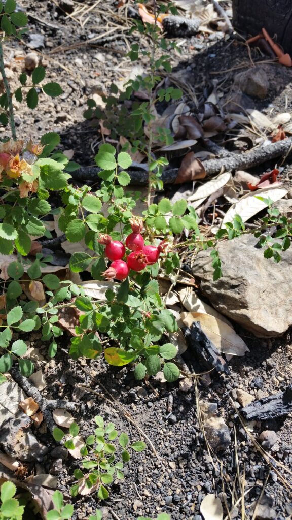 Rosa spithamea - Sonoma rose