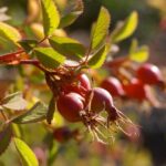 Rosa californica - California wild rose