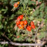 Rosa californica - California wild rose