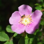 Rosa californica - California wild rose