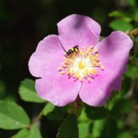 Rosa californica - California wild rose