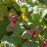 Rubus parviflorus - thimbleberry
