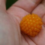 Rubus spectabilis - salmonberry