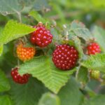 Rubus spectabilis - salmonberry