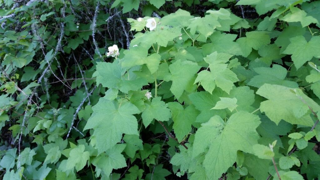 Rubus parviflorus - thimbleberry