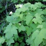 Rubus parviflorus - thimbleberry
