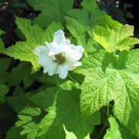 Rubus parviflorus 'Dr. Stasek' - double-flowered thimbleberry
