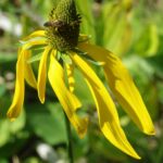 Rudbeckia californica - California coneflower