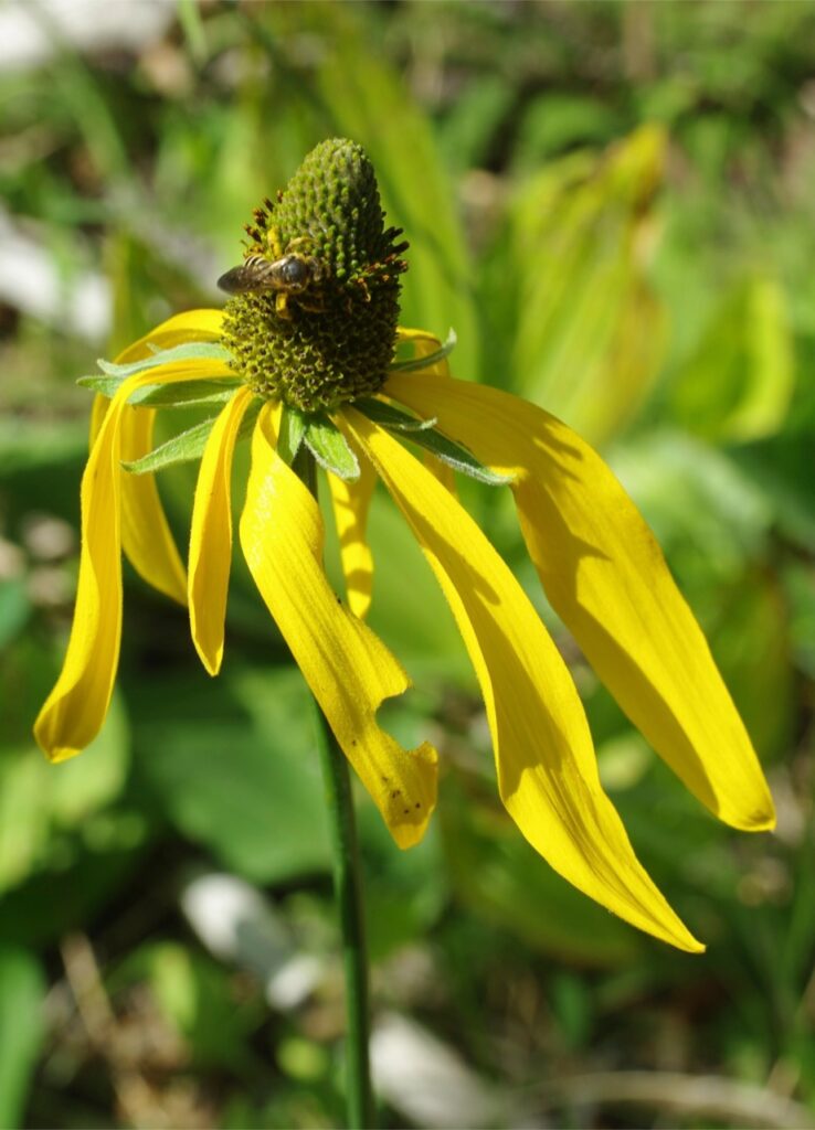 Rudbeckia californica - California coneflower