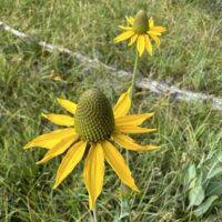 Rudbeckia glaucescens - waxy coneflower