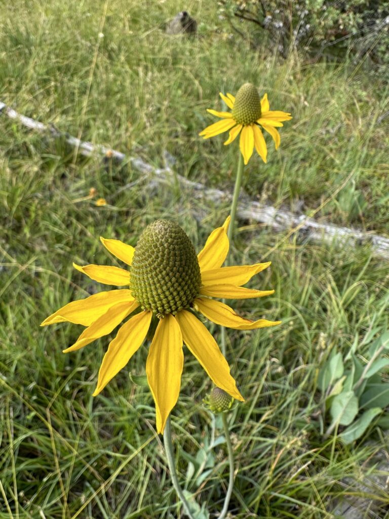 Rudbeckia glaucescens - waxy coneflower