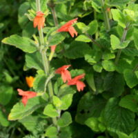 Clinopodium (Satureja) mimuloides