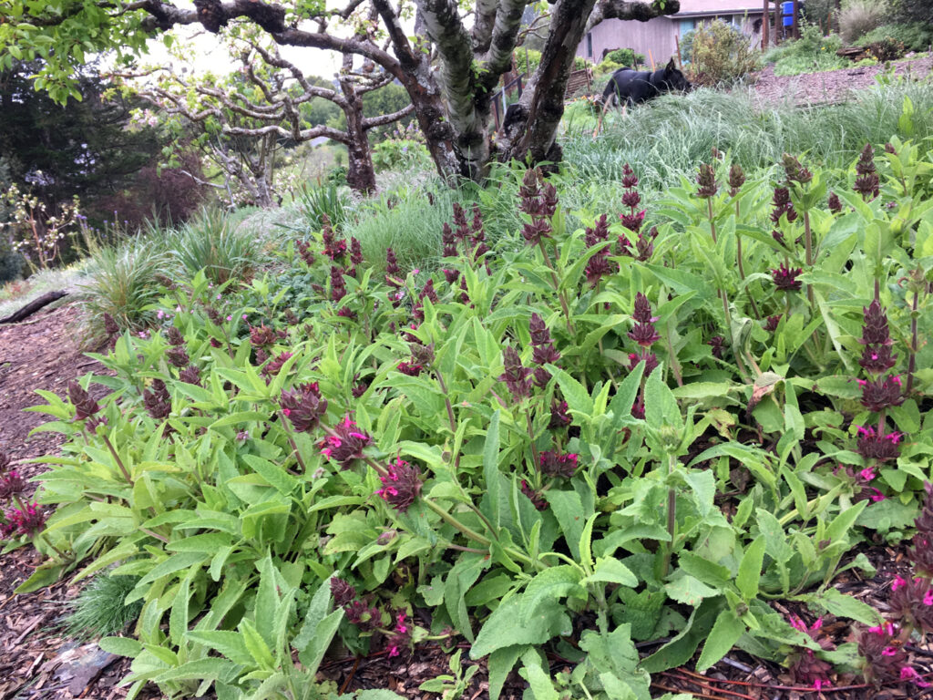 Salvia spathacea - hummingbird sage