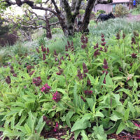Salvia spathacea