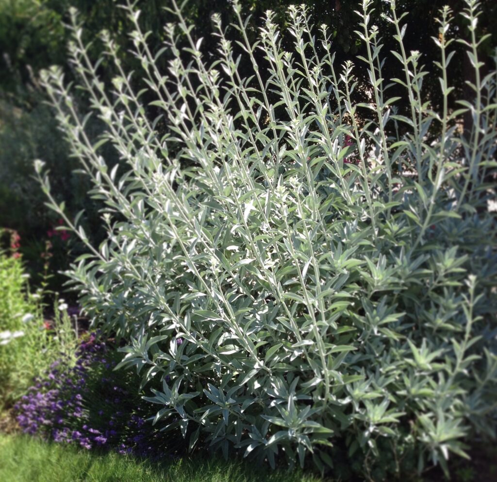 Salvia apiana - white sage