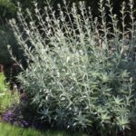 Salvia apiana - white sage