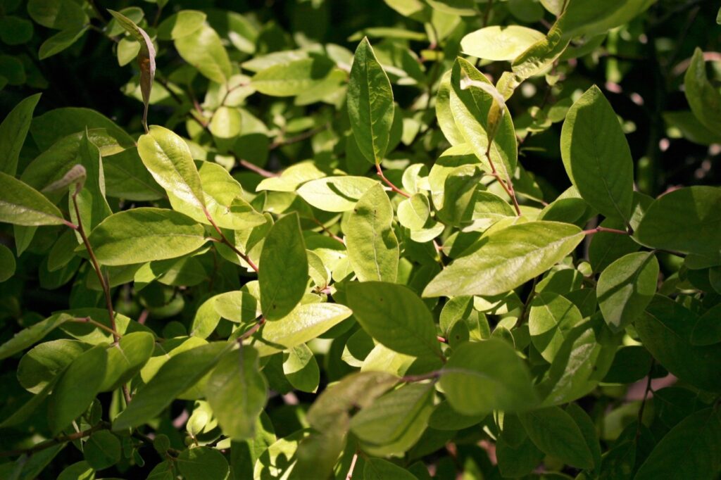 Salix breweri 'Cedar's Gold' - Brewer's willow