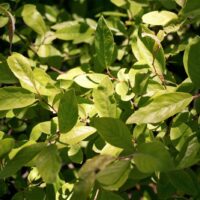 Salix breweri 'Cedar's Gold' - Brewer's willow
