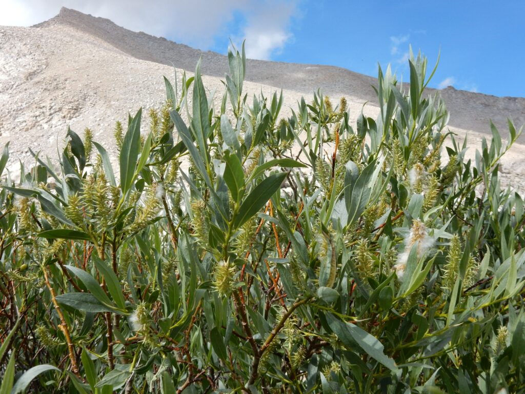 Salix eastwoodiae - mountain willow