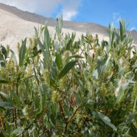 Salix eastwoodiae - mountain willow