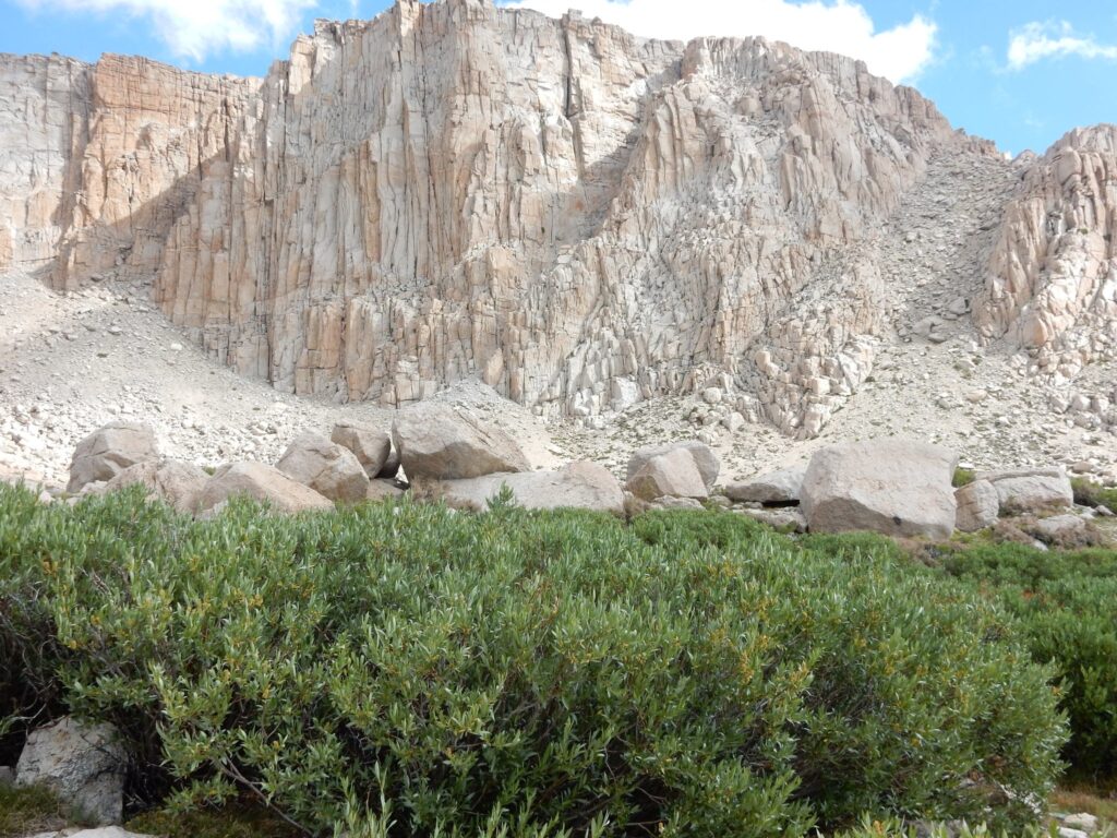Salix eastwoodiae - mountain willow