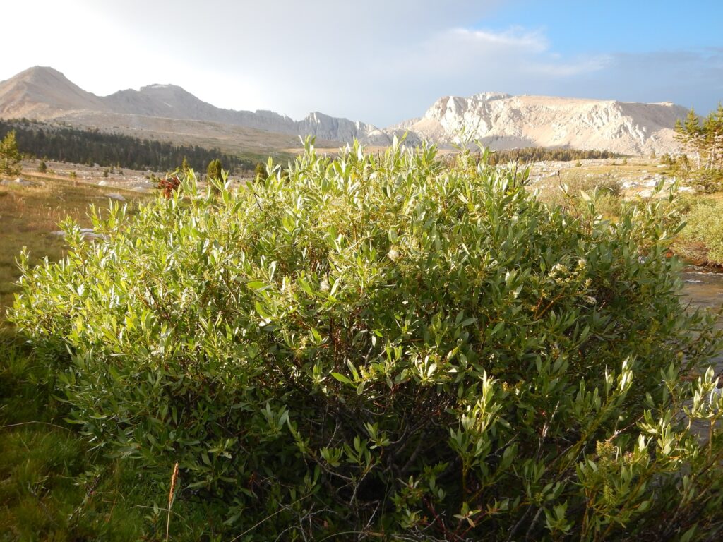 Salix eastwoodiae - mountain willow