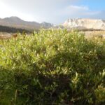 Salix eastwoodiae - mountain willow