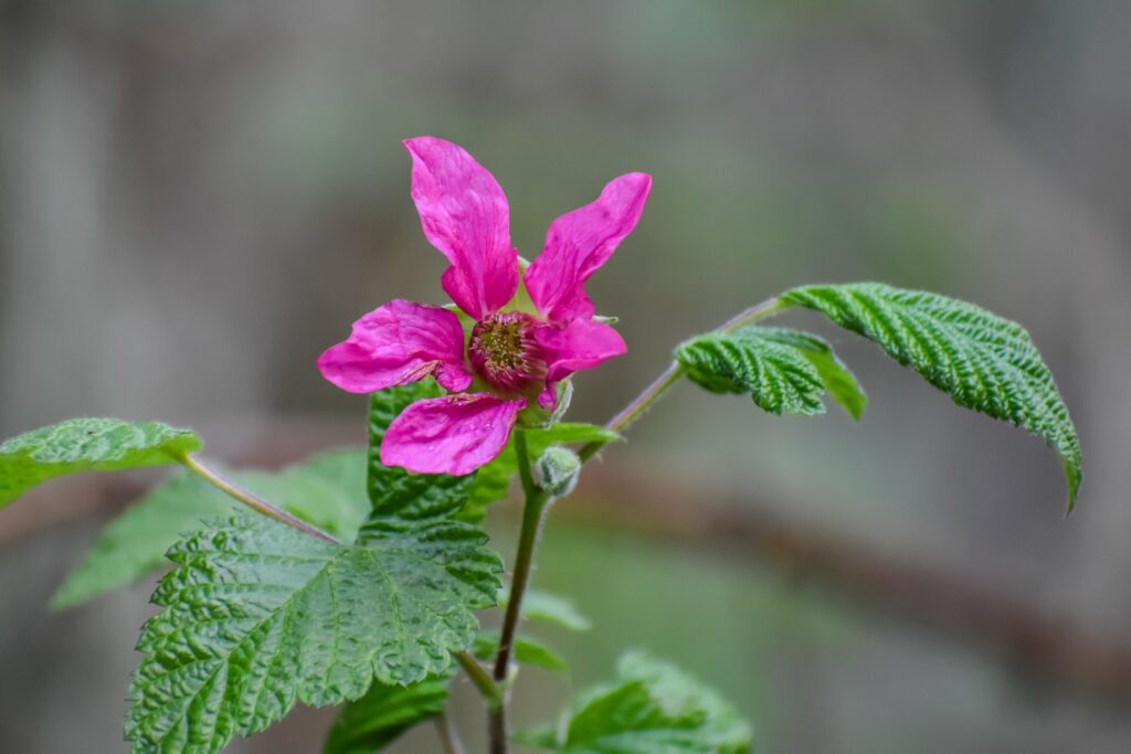 Rubus spectabilis - salmonberry