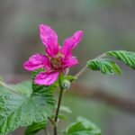 Rubus spectabilis - salmonberry