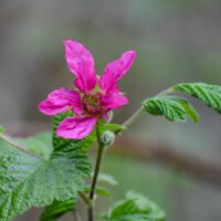 Rubus spectabilis - salmonberry
